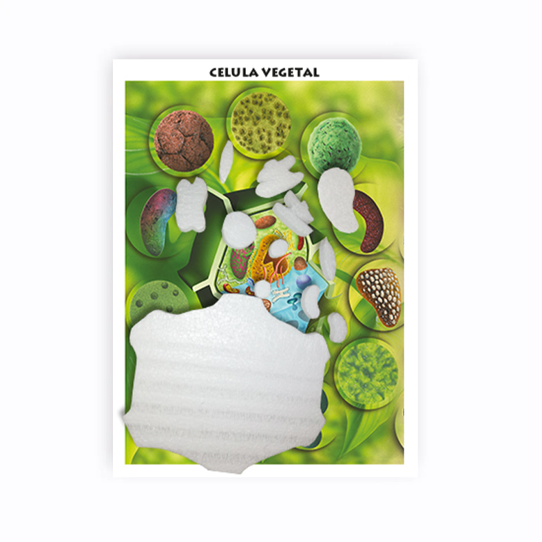 Maqueta Cu00e9lula Vegetal