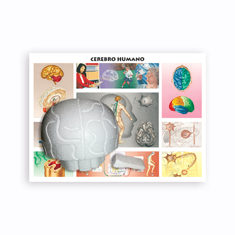 Maqueta Cerebro Humano