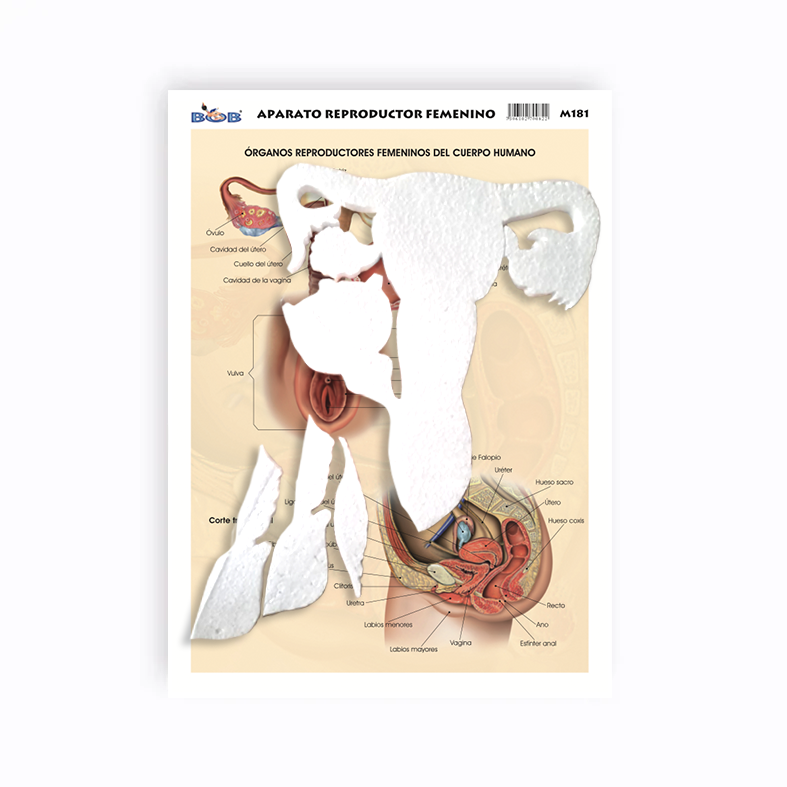 Maqueta Aparato Reproductor Femenino