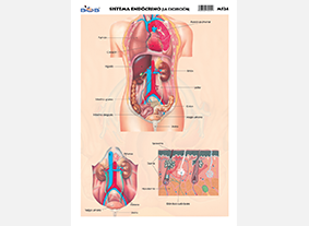 Sistema endocrino / la excreciu00f3n (25 pzas)