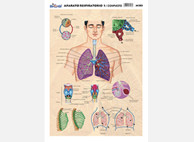M183 Aparato respiratorio 1 / compuesto