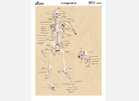 M187 Esqueleto (25 pzas)