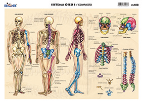 M188 Sistema óseo 1 / compuesto (25 pzas)