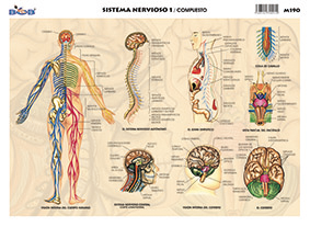 M190 Sistema nervioso 1 / compuesto (25 pzas)