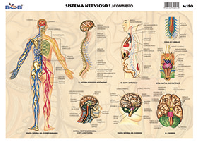 M190 Sistema nervioso 1 / compuesto (25 pzas)