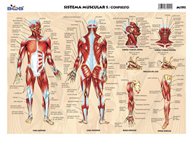 M191 Sistema muscular 1 / compuesto (25 pzas)