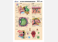 M193 Cinco sentidos compuestos (25 pzas)