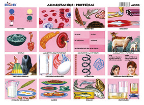 M202 Alimentación - proteínas (25 pzas)