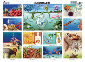 M207 Animales invertebrados 2 (25 pzas)