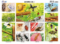 M208 Insectos 1 (25 pzas)