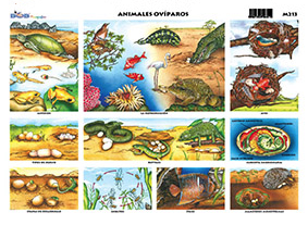 M213 Animales ovíparos 1 (25 pzas)