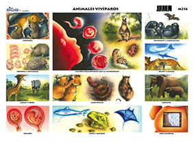 M214 Animales vivíparos 1 (25 pzas)