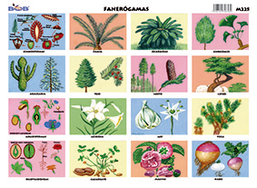 M225 Fanerógamas (25 pzas)