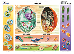 M233 Célula (25 pzas)
