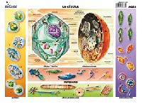 M233 Célula (25 pzas)
