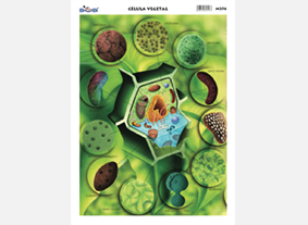 M256 Célula vegetal (25 pzas)