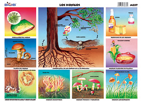 M337 Hongos (25 pzas)