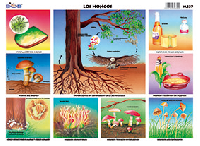 M337 Hongos (25 pzas)