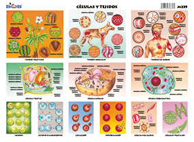 M339 Células y tejidos (25 pzas)