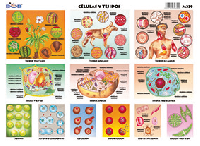 M339 Células y tejidos (25 pzas)