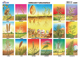 M341 Cereales y gramíneas (25 pzas)