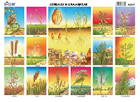 M341 Cereales y gramíneas (25 pzas)