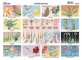M372 Reino vegetal (25 pzas)