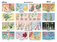 M372 Reino vegetal (25 pzas)