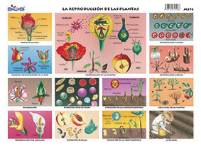 M374 Reproducción de las plantas (25 pzas)