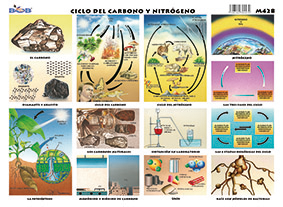 M428 Ciclo del carbono y nitrógeno (25 pzas)