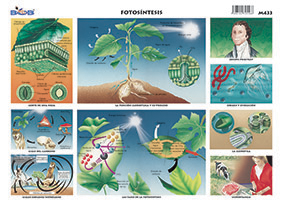 M433 Fotosíntesis (25 pzas)