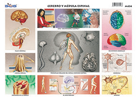 M434 Cerebro y médula espinal (25 pzas)
