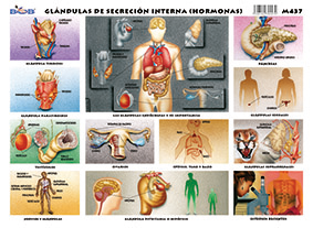 M437 Glándulas de secreción interna (hormonas) (25 pzas)