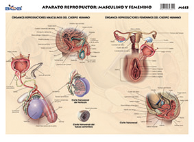 M443 Aparato reproductor masculino y femenino (25 pzas)