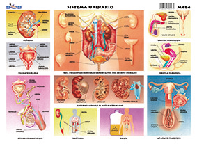 M484 Sistema urinario (25 pzas)