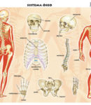 Sistema óseo 2