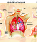 Aparato respiratorio 2