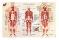 Sistema muscular compuesto