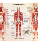 Sistema muscular compuesto