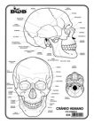Cráneo humano c/n