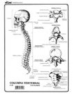 Columna vertebral c/n
