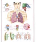 Aparato respiratorio 1 (compuesto)