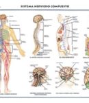 Sistema nervioso 1 (compuesto)